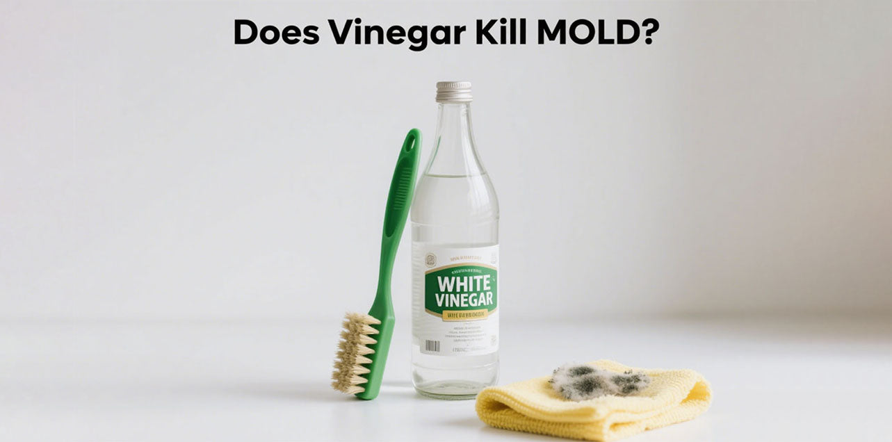 Does Vinegar Kill Mold?