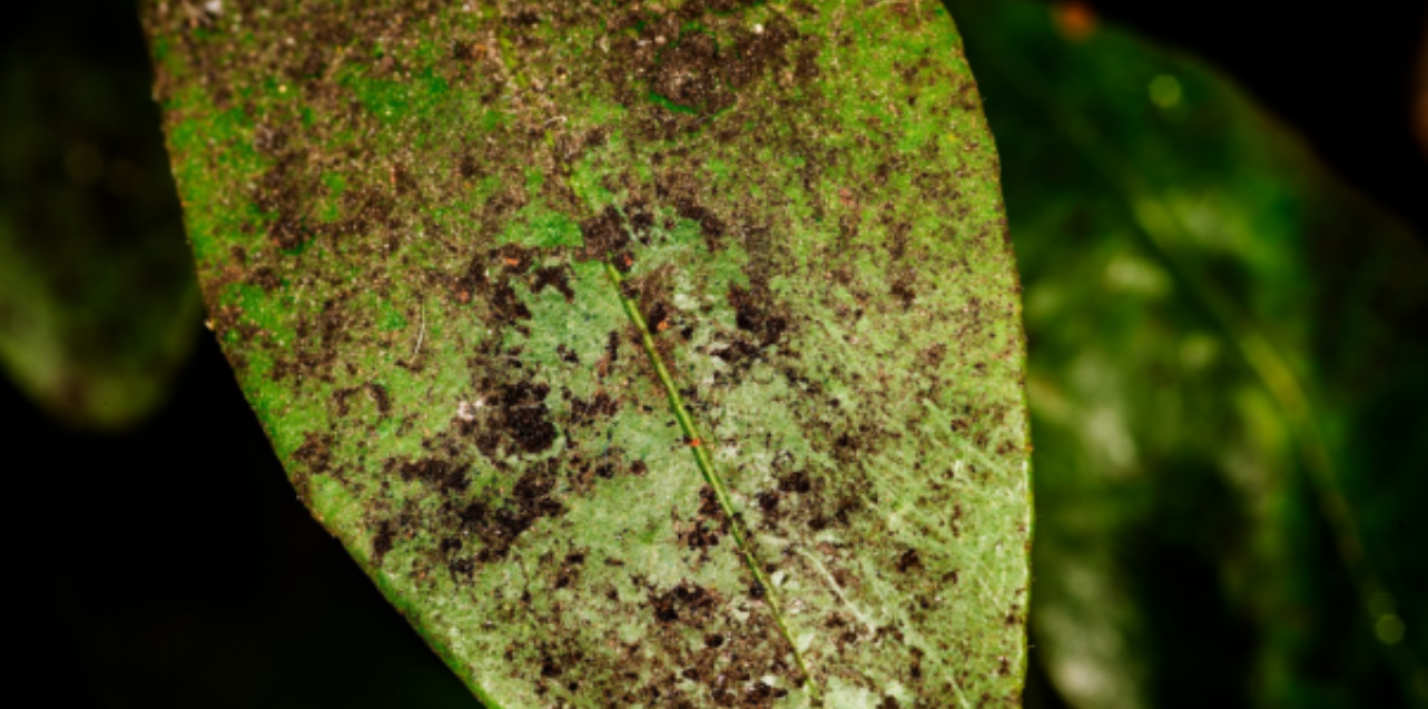 Get Rid of Mold 
