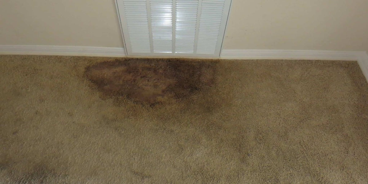 How to Remove Mold from Carpet