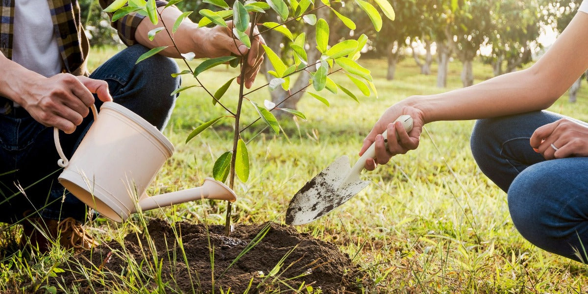 Is Water from a Dehumidifier Good for Plants