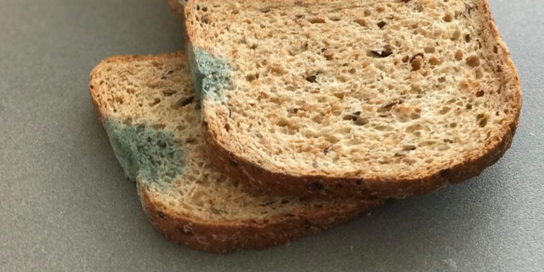 what happens if you accidentally eat mold? AlorairCrawlspace